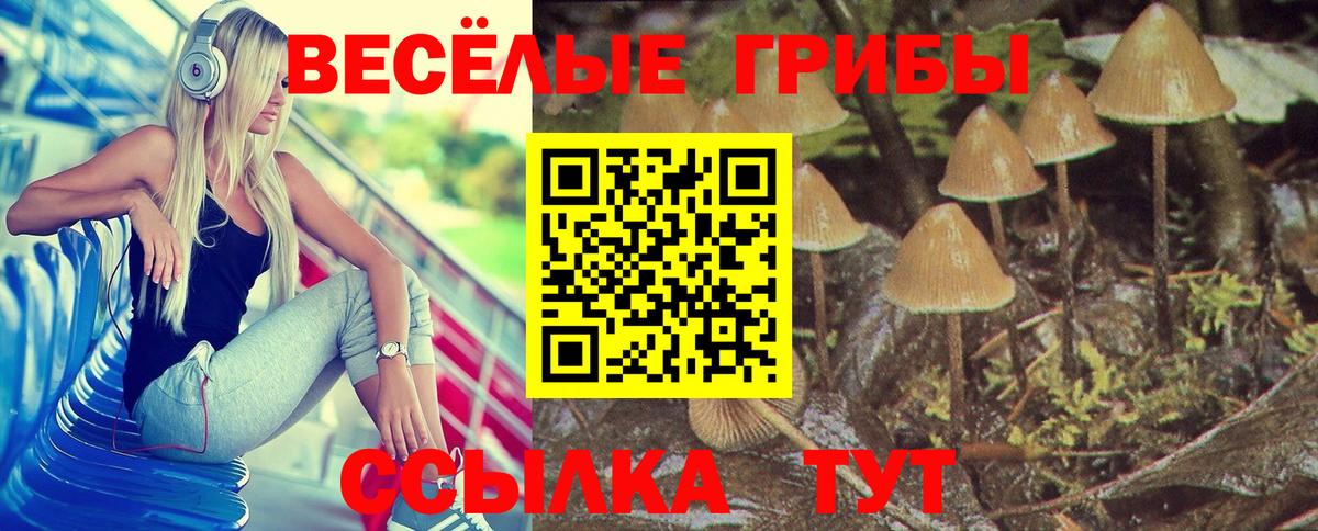 Псилоцибиновые грибы Cubensis Новошахтинск